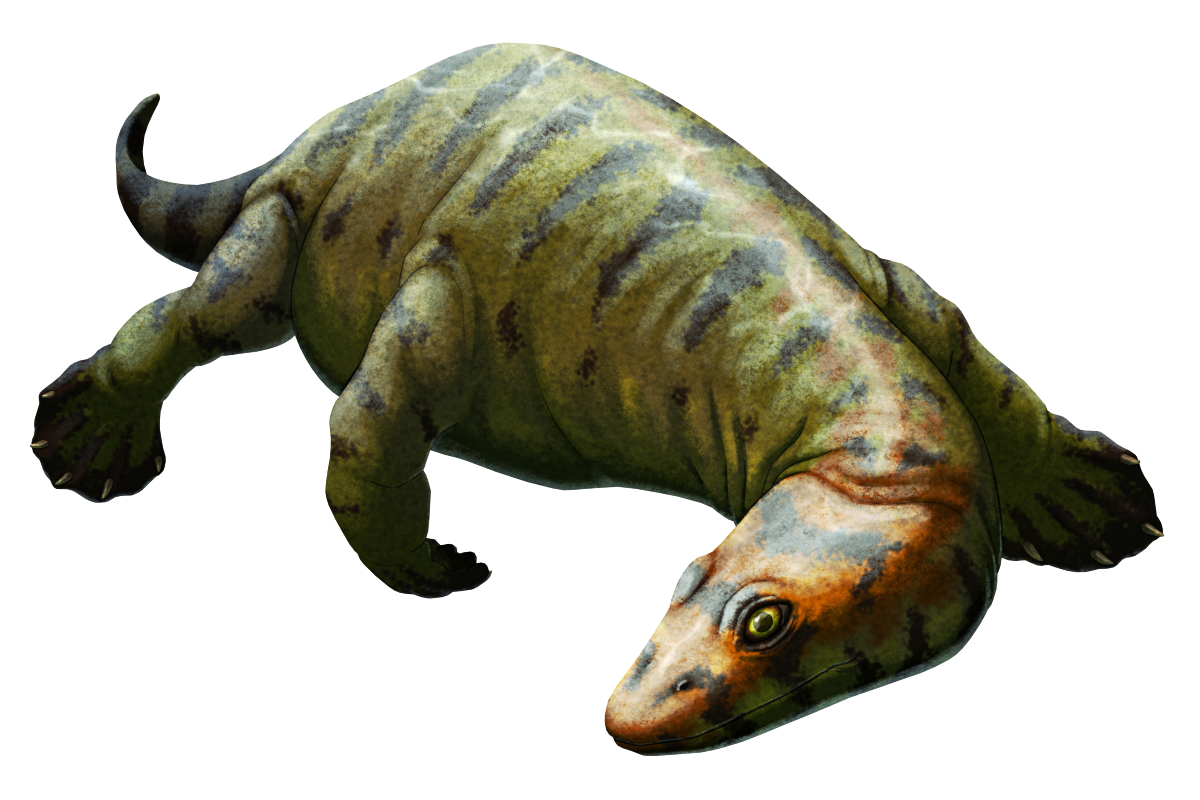 An illustration of the extinct marine reptile Simosaurus. It has a wide flat triangular head, a moderately long neck, a chunky body, four webbed paddle-like limbs, and a thick tail. It's depicted colored olive green with dark blotches and a reddish-orange head.