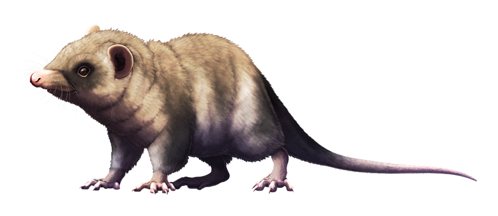 An illustration of the extinct marsupial Perulestes, a small possum-like animal, shown in a standing pose.