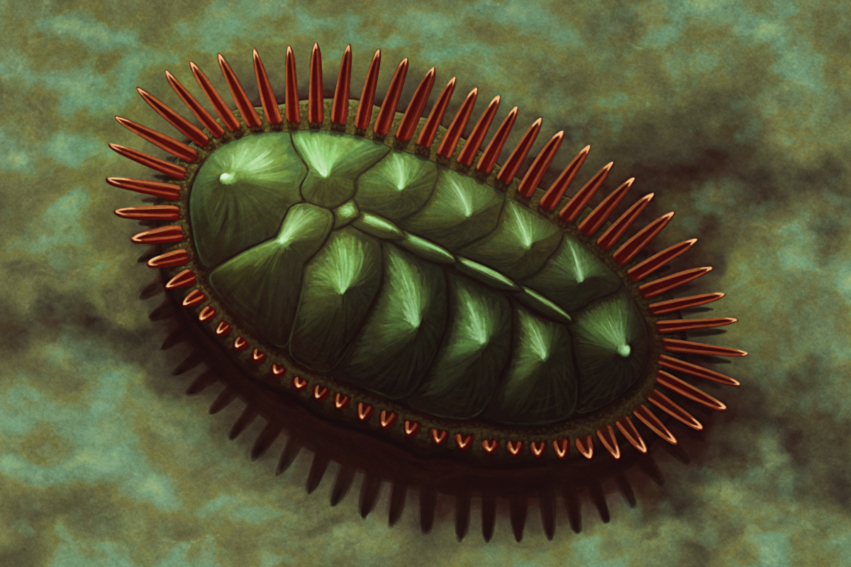 An illustration of the extinct mollusc Polysacos, clinging to a rock. It has an oval arrangement of multiple shell plates on its back, vaguely resembling a turtle shell, with a fleshy frill around the outer edge that has a ring of numerous long spines sticking up from it. It's depicted colored green with orange-red spines.