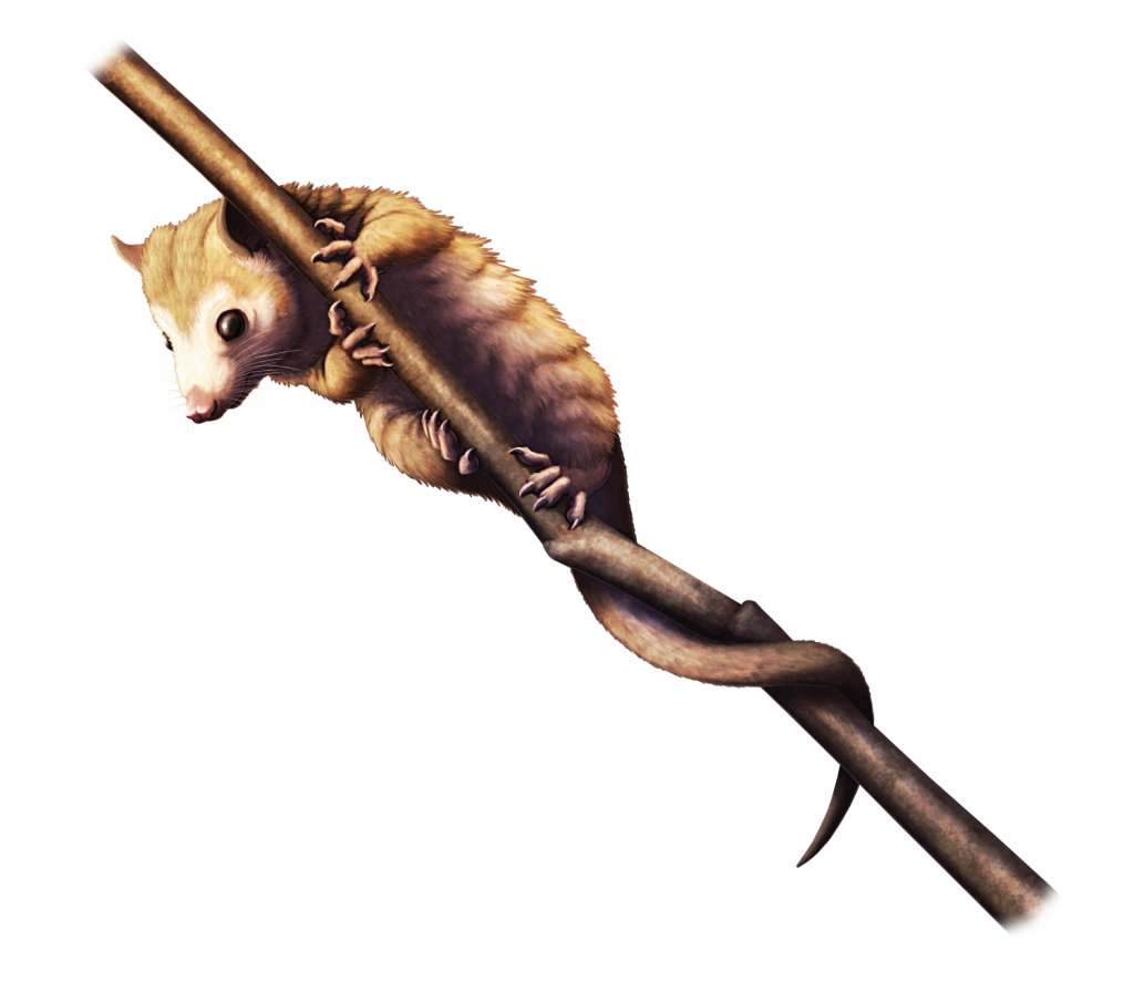 An illustration of the extinct metatherian mammal Wamradolops, a small mouse-like animal, shown clinging to a twig.