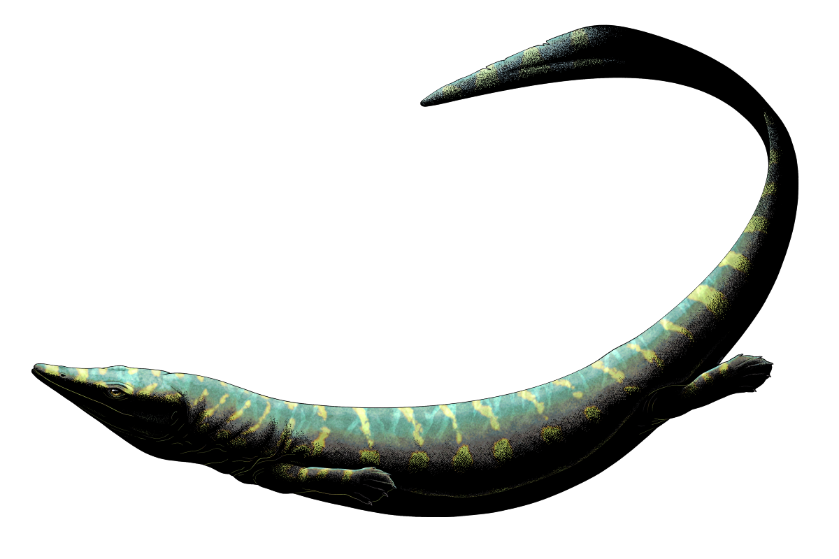 A colored digital ink illustration of the extinct "primitive" mosasaur Garamaudo. It resembles an elongated monitor lizard, with a triangular head and pointed snout, small limbs with webbed digits, and a long tail with a low fin. It's depicted colored grey-green with yellow stripes and blotches.